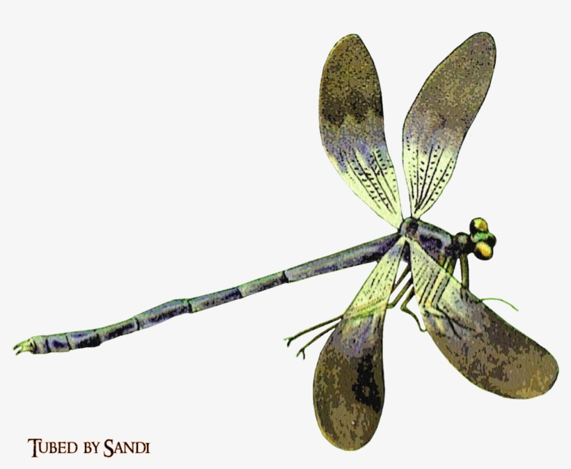 Net-winged Insects, transparent png download