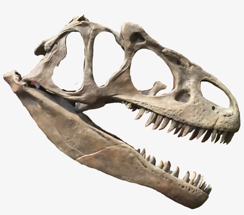 Nature Sticker - Skull, transparent png download