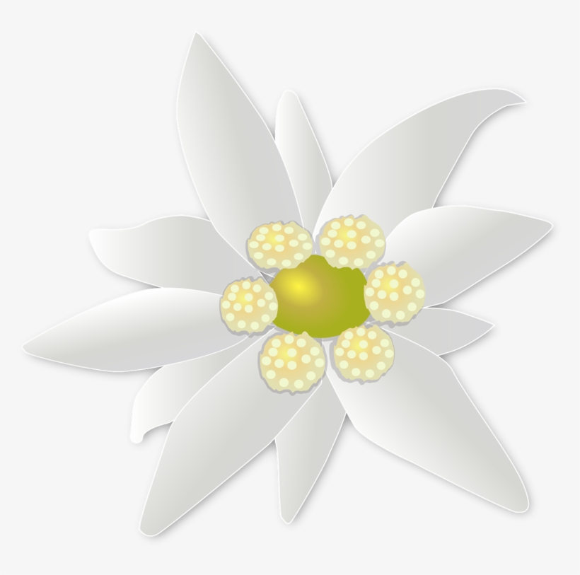 Edelweiss Png, Download Png Image With Transparent - Artificial Flower, transparent png download