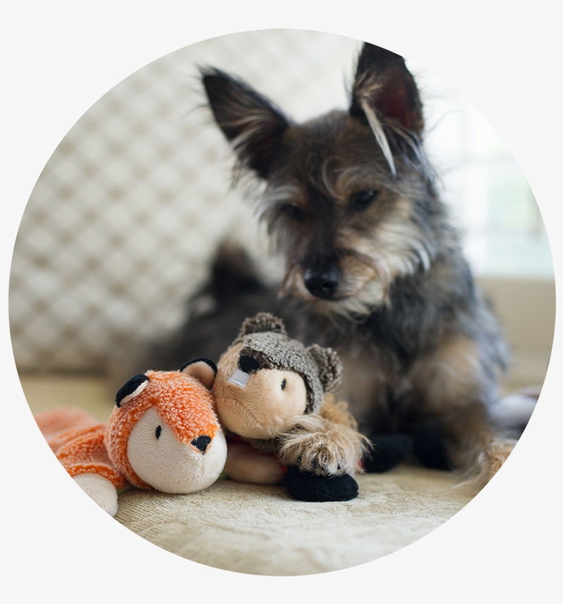 Www Animaladventure Png Pet Toys Png - Australian Terrier, transparent png download