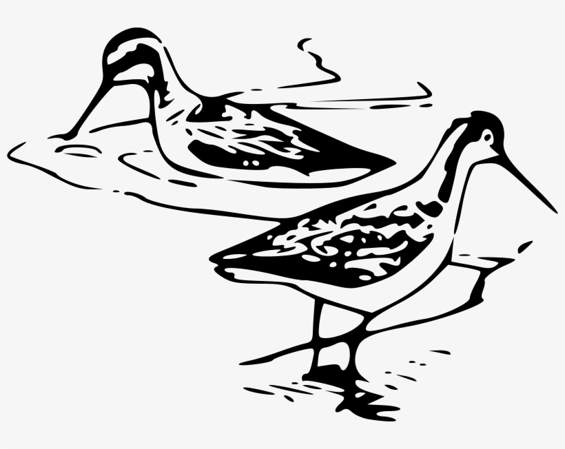 Free Phalarope 2 Free Phalarope 3 - Shore Bird Clip Art, transparent png download
