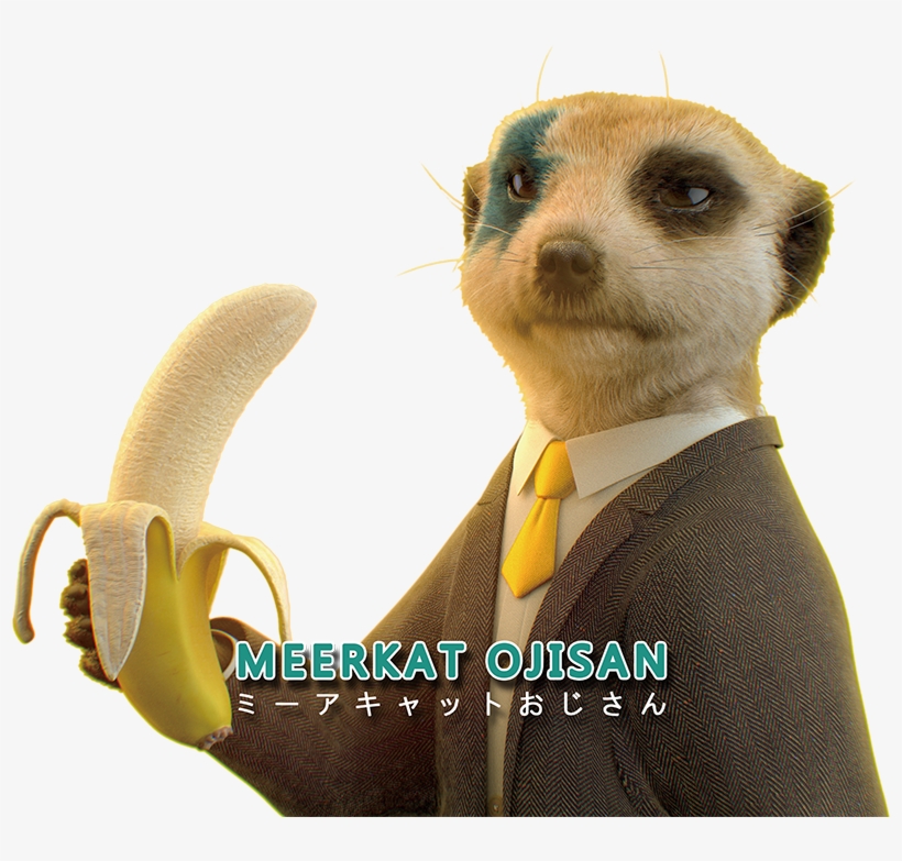 Meerkat, transparent png download