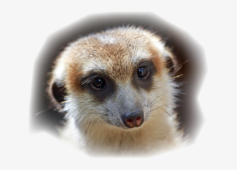 Meerkat With Speecu Bubbles Making False Statement - Meerkat, transparent png download