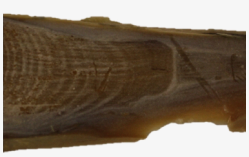 What You Can Learn From Strange Collections - Whale Earwax, transparent png download