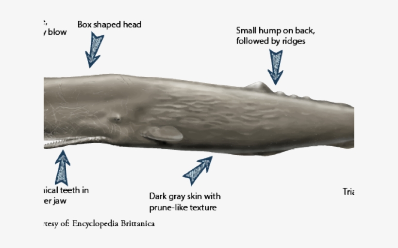 Sperm Whale Clipart Transparent - Sperm Whale Tail Shape, transparent png download