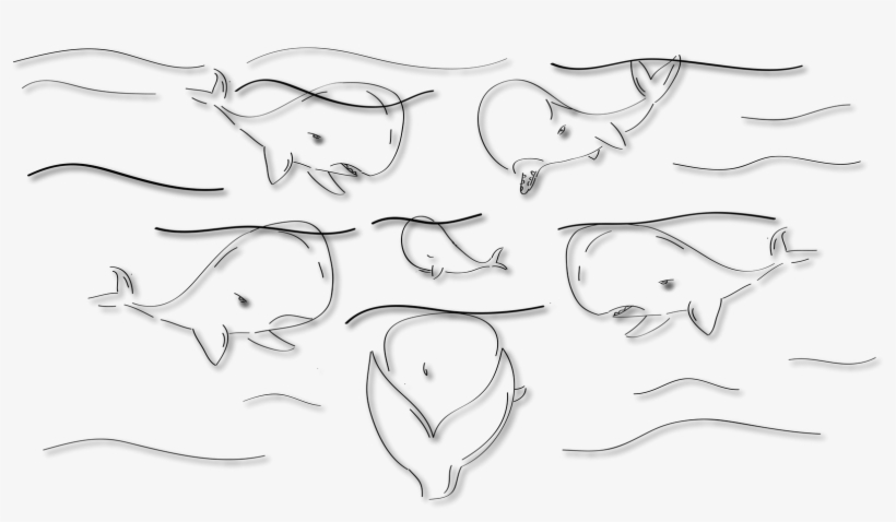 Educational Sperm Whale Dvd - Line Art, transparent png download