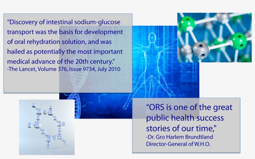 Science - Role Of Glucose In Ors, transparent png download