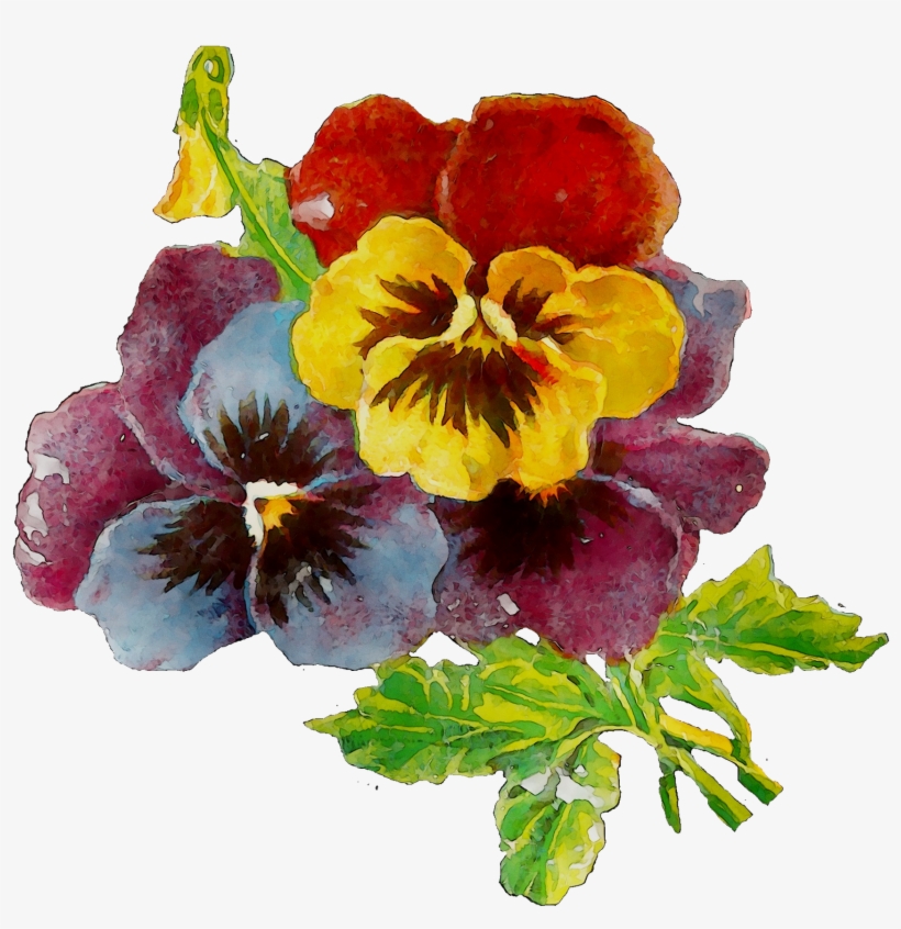 Pansy Plants Plant Annual Primrose Download Hd Png - Pansy, transparent png download