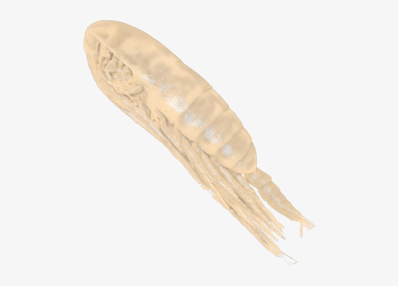 An Octopus Depicted On Mycenic Greek Pottery Dating - Isopod, transparent png download