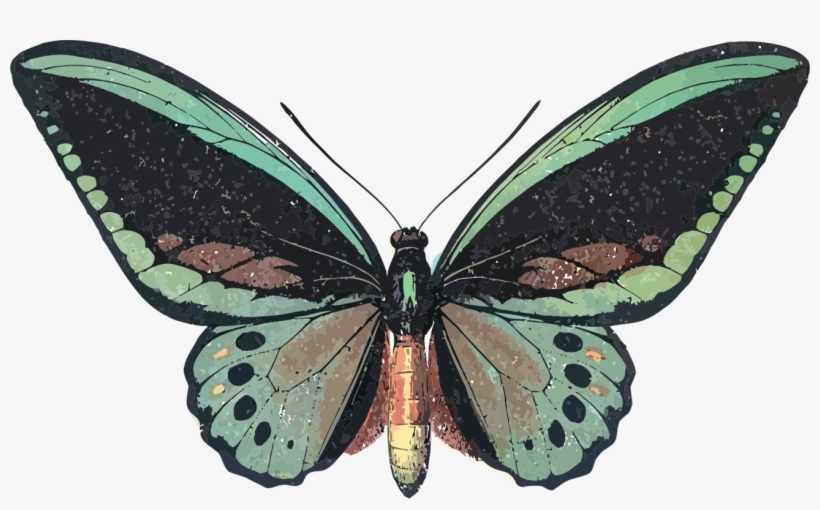 Monarch Butterfly Insect Ornithoptera Priamus Queen - Hayvan Resimleri Kelebek, transparent png download