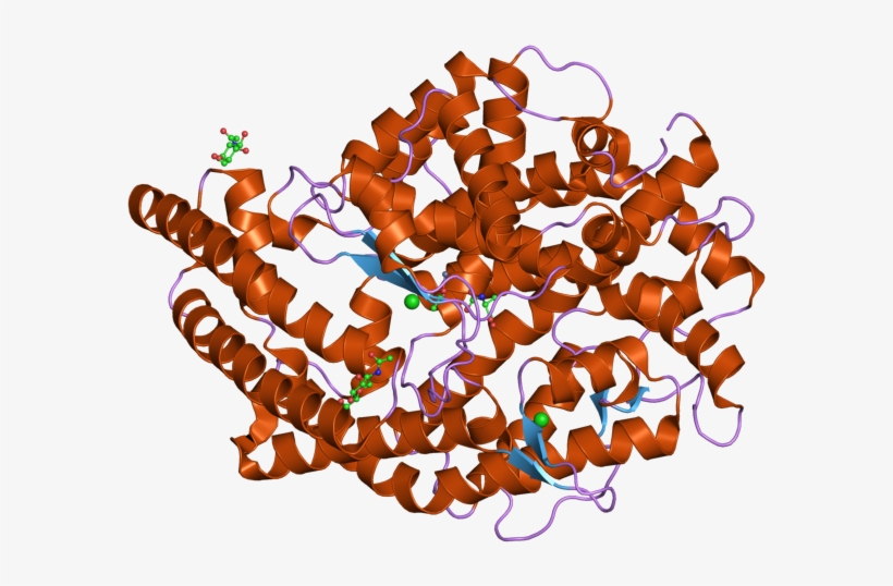 Pdb 2iux Ebi - Angiotensin Converting Enzyme Structure Alone, transparent png download