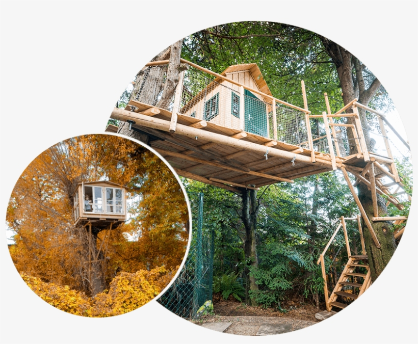 Treehouses - Tree, transparent png download
