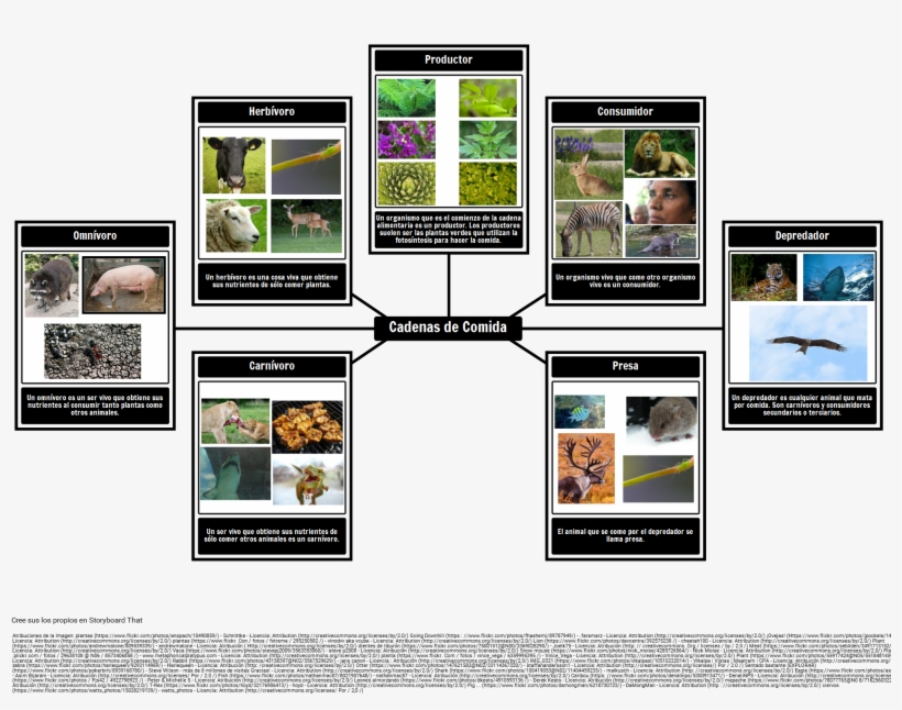 Vocabulario De La Cadena Alimentaria - صور السلسله الغذائيه البحرية, transparent png download