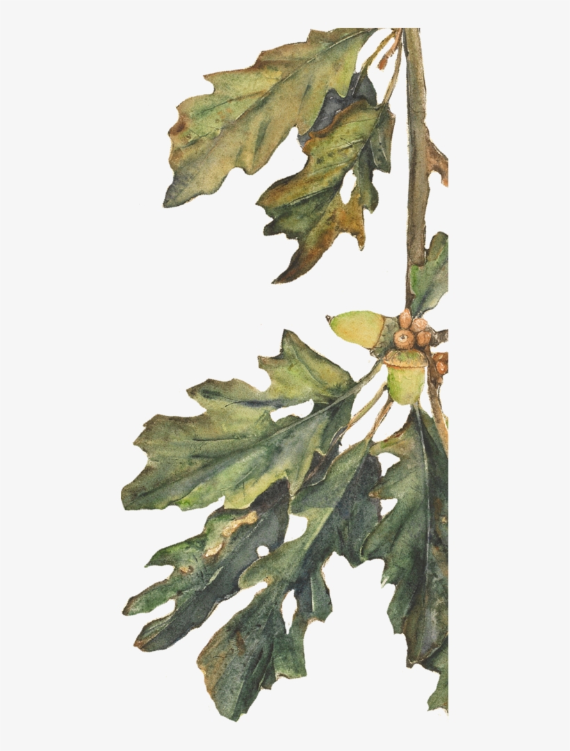 Spell Songs - American Holly, transparent png download