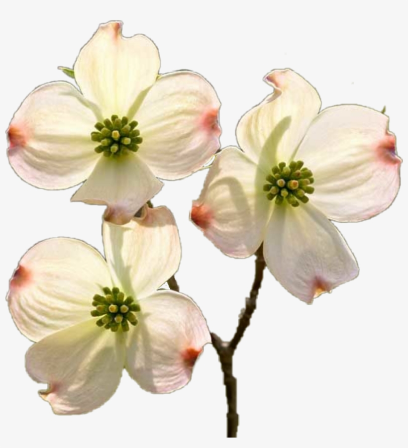 Dogwood Sticker - Four Petal Flower, transparent png download