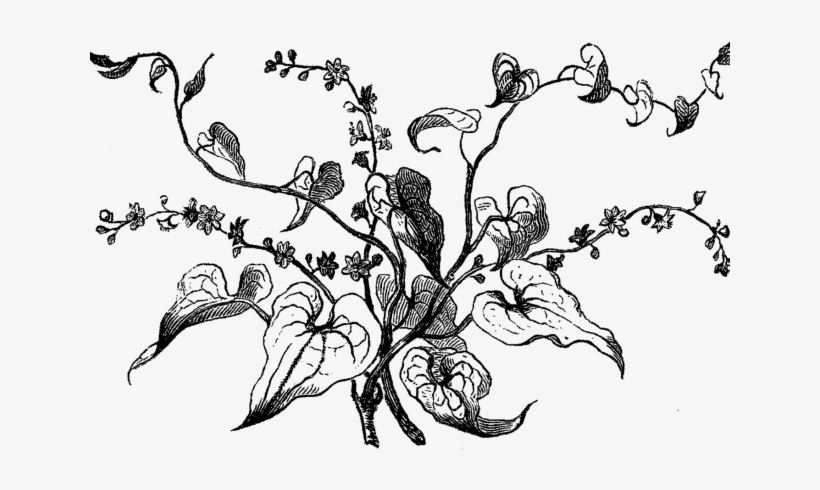 Drawn Tree Dogwood - Black And White Flower Illustration Png, transparent png download