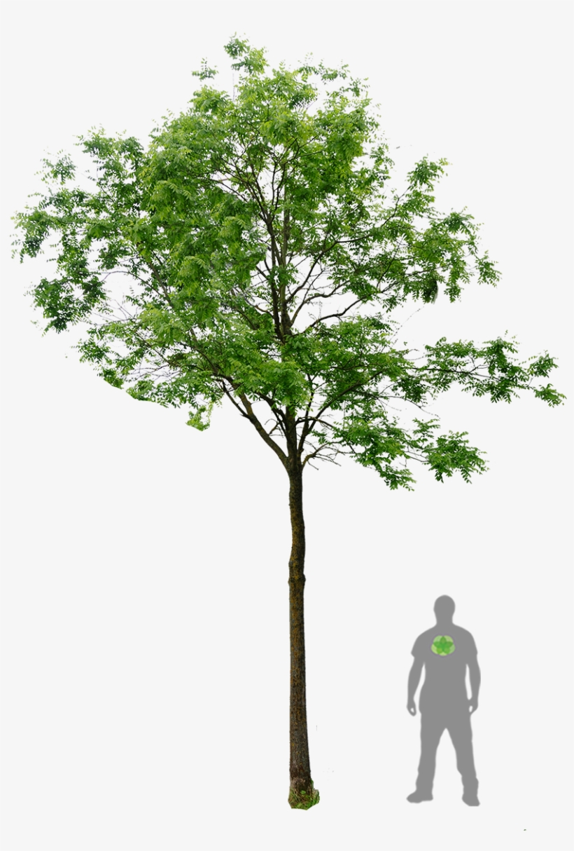 Robinier Landscape Materials, Landscape Elements, Landscape - Honey Locust Png, transparent png download