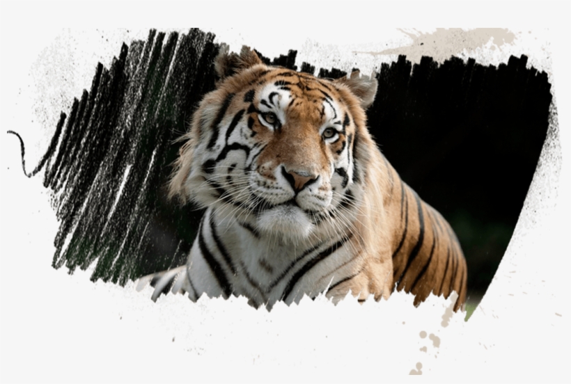 Experience Tigers Tigers - Myrtle Beach Safari (by Reservation Only), transparent png download