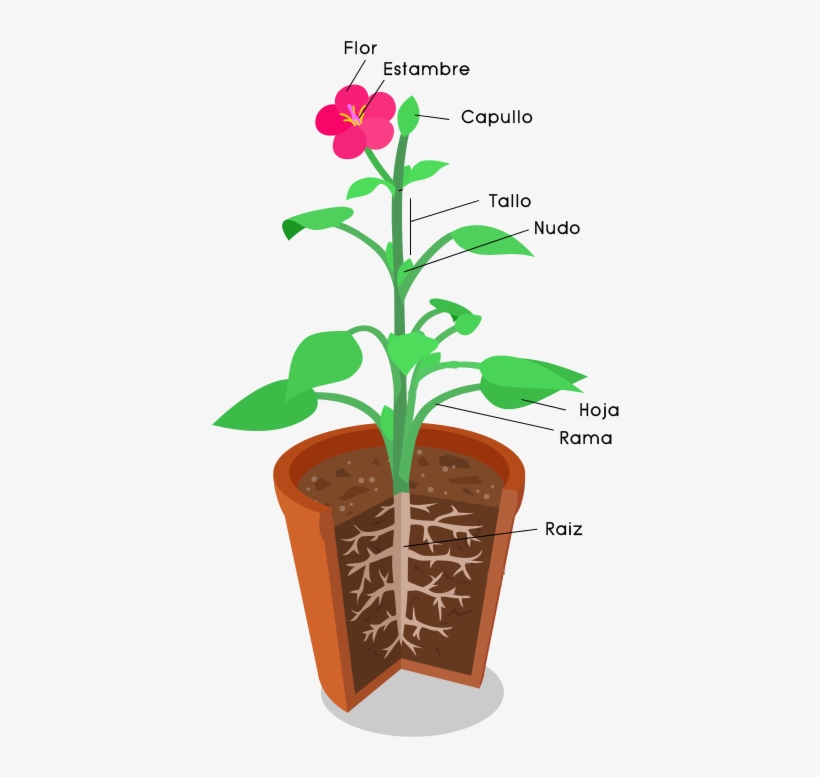 Planta Bulbosa Flor Partes, transparent png download