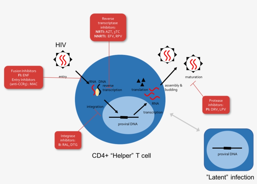 Nearly 40 Million People Around The World Are Infected - Diagram, transparent png download