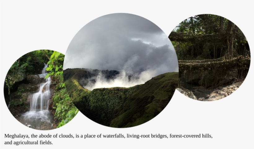 Some Trees We Track - Meghalaya, transparent png download