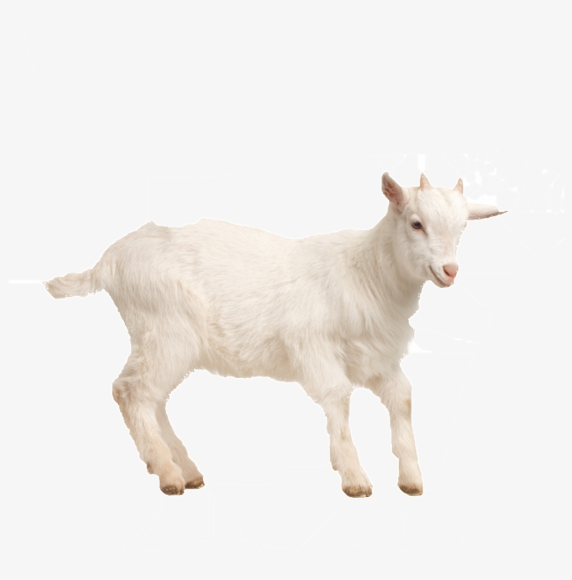 Aesthetically Beautiful Poultry Png - 小 羊, transparent png download