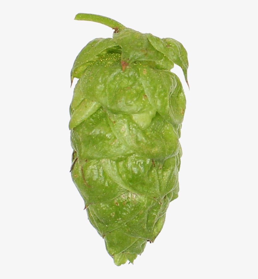 Cabbage, transparent png download