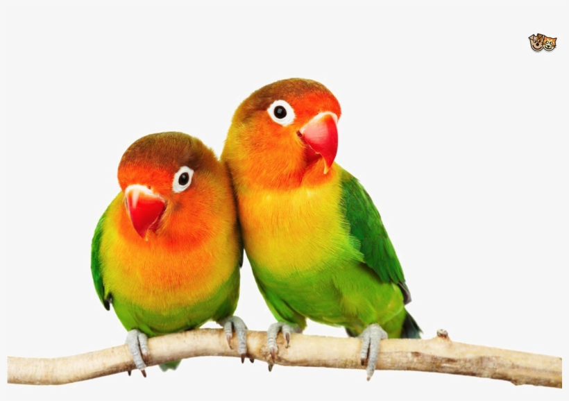 Love Birds Png Pic - Love Birds Images Hd Png, transparent png download