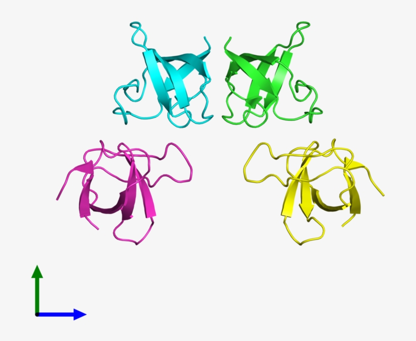 Pdb 1csk Coloured By Chain And Viewed From The Front - Fête De La Musique, transparent png download