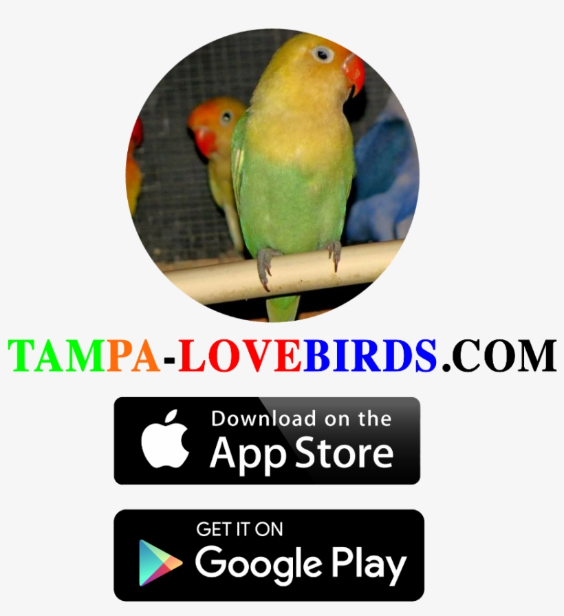 Available On The App Store, transparent png download