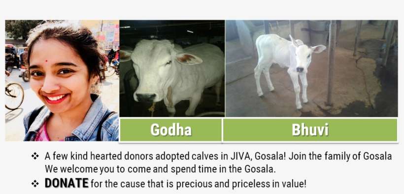 Social Media - Calf, transparent png download