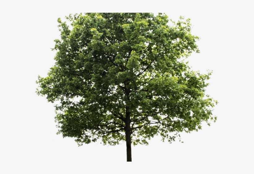 Tree Transparent Background - Transparent Background Tree Png, transparent png download