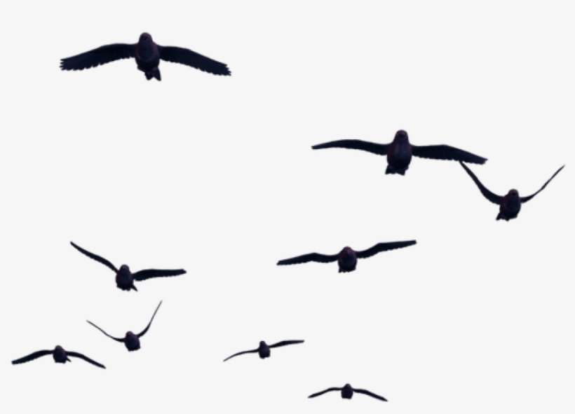 Free Png Download Birds For Photoshop Png Images Background - Bird Png For Photoshop, transparent png download