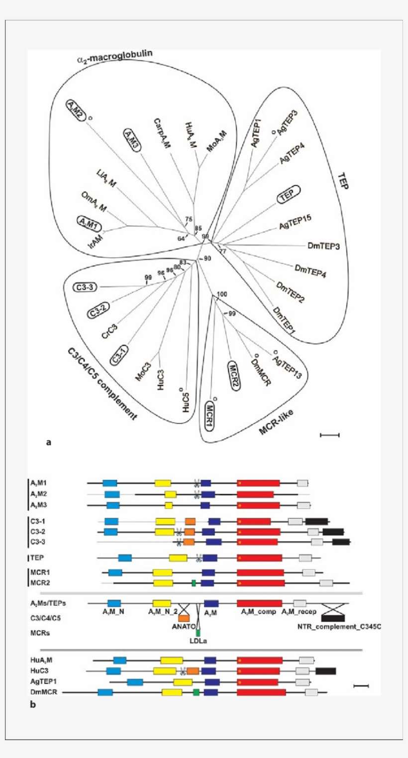 Phylogenetic Tree And Domain Organization Of Selected - Diagram, transparent png download
