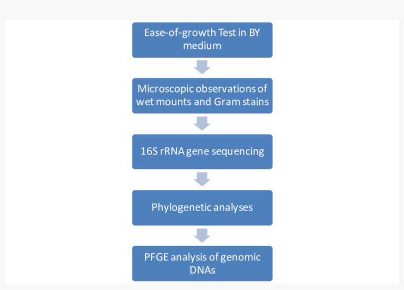 Outline Of The Initial Phenotypic Characterisation - Parallel, transparent png download