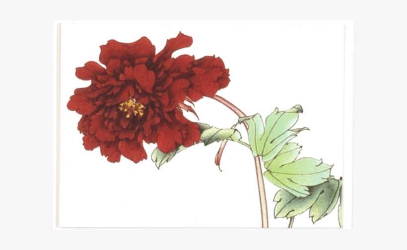 White Small Flower - Chrysanths, transparent png download