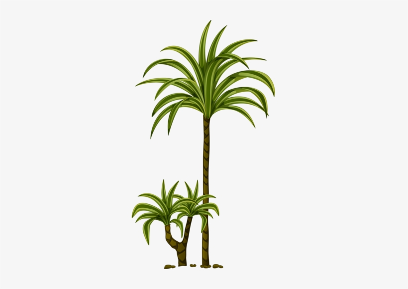 Tree Leaves, Tree Branches, Tree Drawings, Craft Images, - Feuille De Palmier Tube Psp, transparent png download