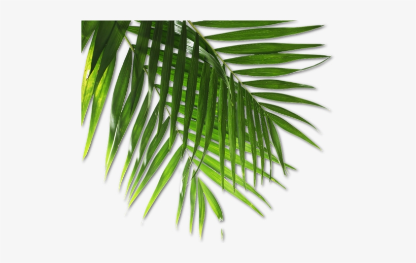 Royal Kona Luau 1 808 672 - Luau Png, transparent png download