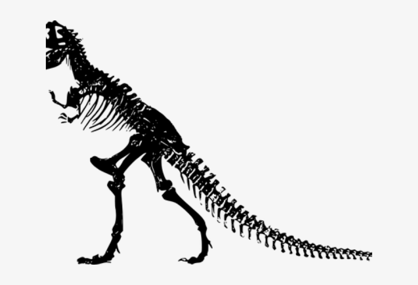 Turkey Bird Png Transparent Images Free Download Clip - Esqueleto De Dinosaurio Rex, transparent png download