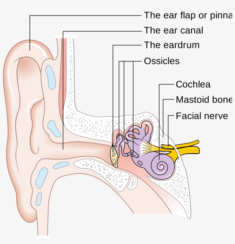 Open - Diagram, transparent png download