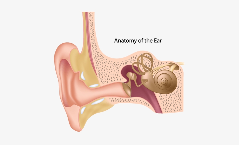 Ear Canal, transparent png download