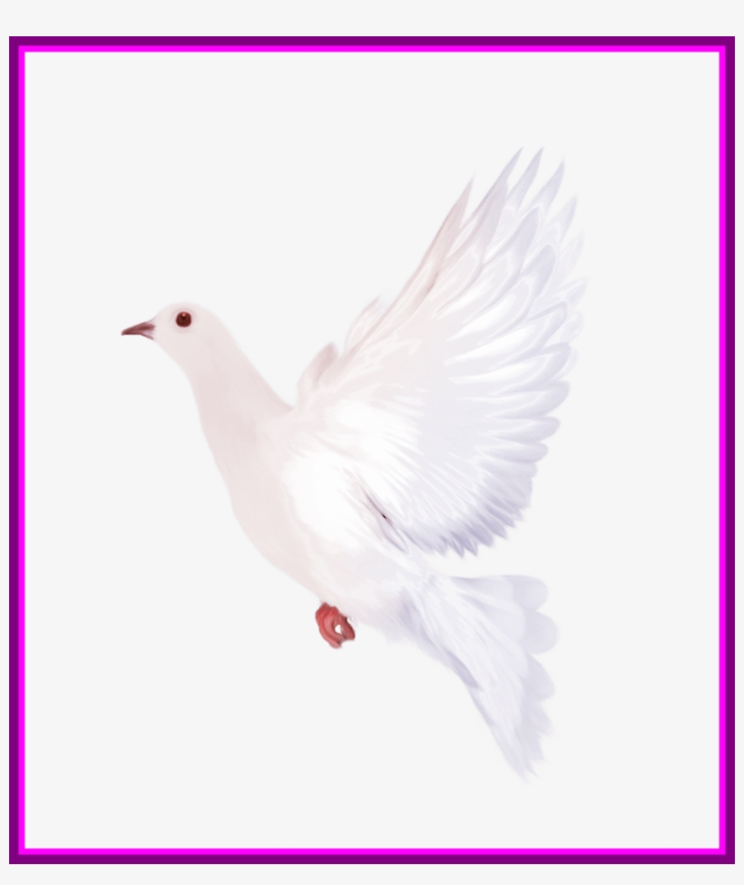 Awesome White Dove Gallery Yopriceville High Quality - Rock Dove, transparent png download