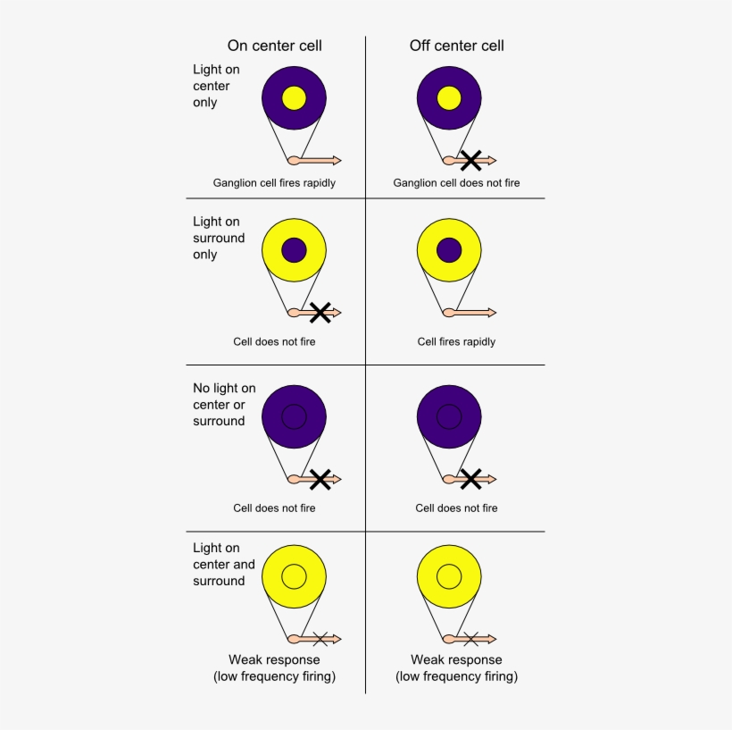 Receptive Field - Center Surround Receptive Field, transparent png download