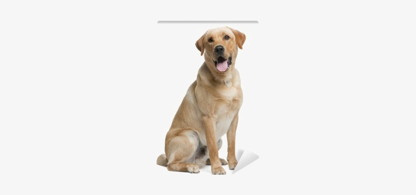 Labrador Png Transparent Picture - Labrador Con Rottweiler Cruza, transparent png download