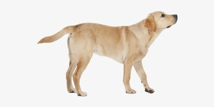 Labrador Png Transparent - Transparent Labrador, transparent png download