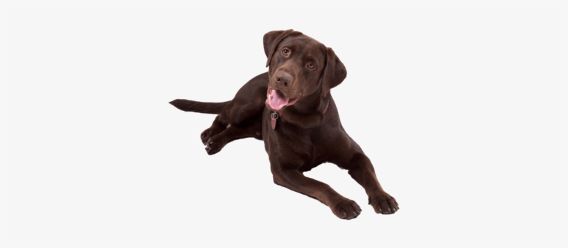Labrador Laughing Nail Art - Chocolate Lab Transparent, transparent png download