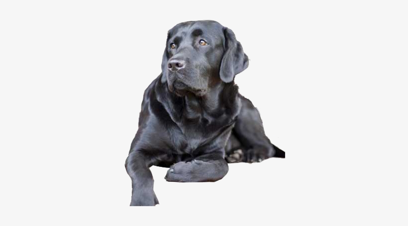 Separation Anxiety - Dog Black Lab Png, transparent png download
