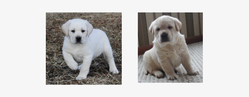 Experienced Breeders Of Quality Labrador Retrievers - Maple Creek Labradors, transparent png download