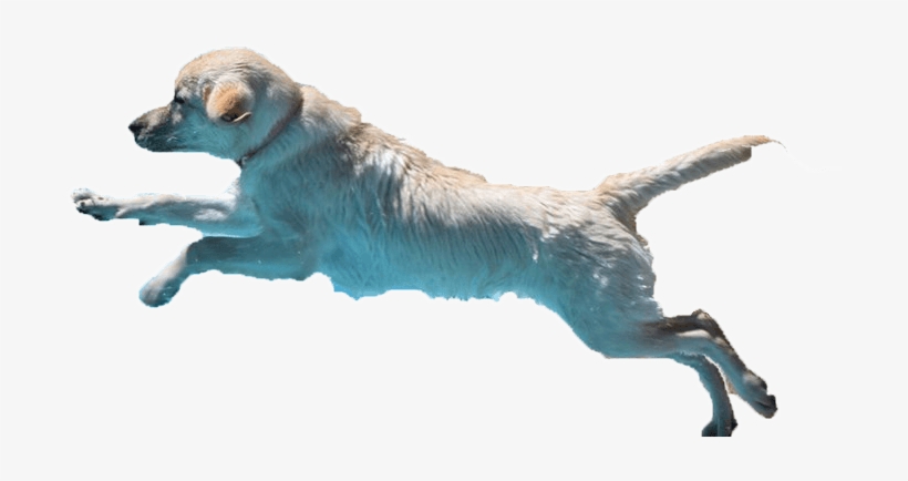 Labrador Retrievers - Dog Catches Something, transparent png download
