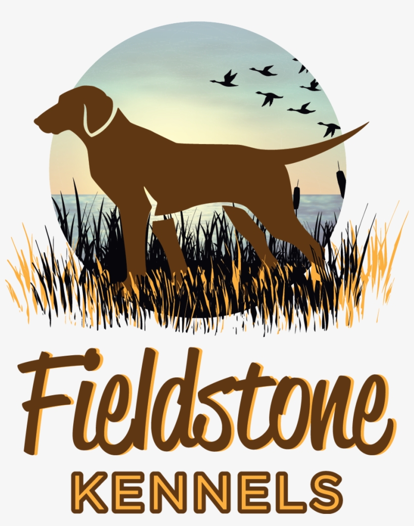 Labrador Retriever Puppies For Sale - Crohn's Disease Find A Cure Mug, transparent png download